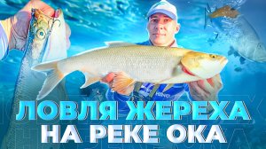 ЭТА ПРИМАНКА КОСИТ ЖЕРЕХА! ЛОВЛЯ ЖЕРЕХА НА ОКЕ!