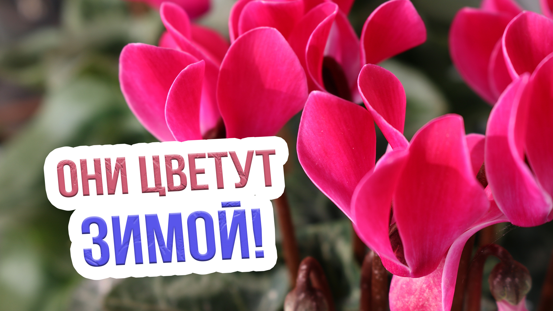 Какие комнатные растения цветут зимой? ТОП 6 цветущих домашних растений смотреть онлайн