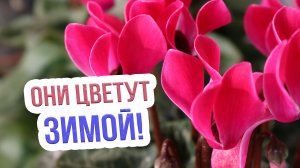 Какие комнатные растения цветут зимой? ТОП 6  цветущих домашних растений