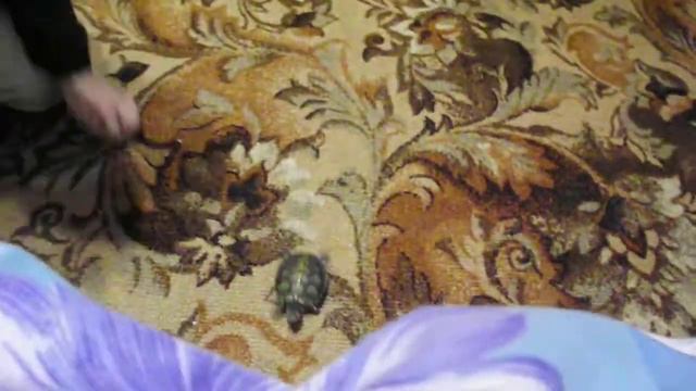 Развлечения с черепахами и конструктором Лего видеоблогерши Дарьи смотреть онлайн