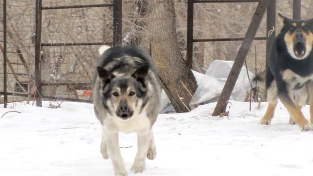 Нож на охоте. из серии "Зачем мне нож?".mp4 смотреть онлайн