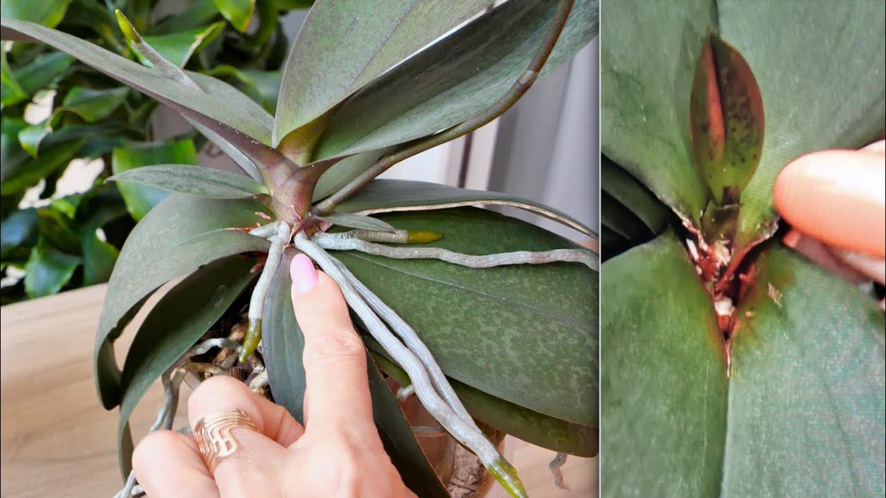 Допустить повторного ГНИЕНИЯ орхидеи я НЕ МОГЛА. ЗАХВАТЫВАЕТ. ВПЕЧАТЛЯЕТ. смотреть онлайн