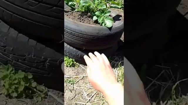 Я сажаю картошку в автомобильные скаты! Зачем??? смотреть онлайн