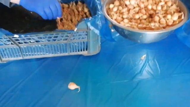 Маленький Огородик Елены Тереховой - Посадка лука на перо 19.02.2022 смотреть онлайн