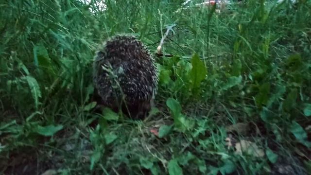 #Дачный #ёжик, #животные, дача смотреть онлайн