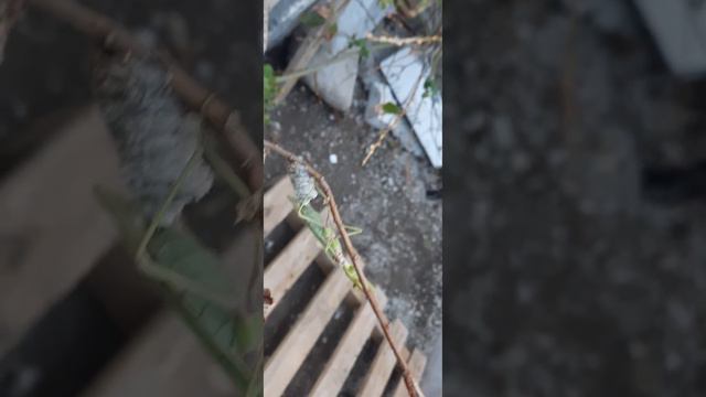 Заснял как самка богомола отложила яйца в кокон. смотреть онлайн