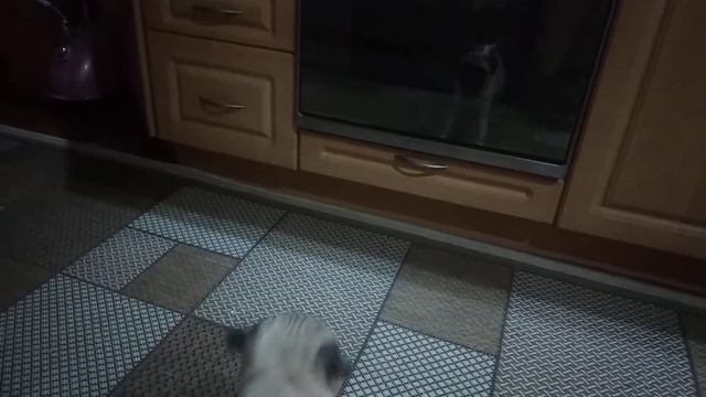 Мопс гавкает) увидел самого себя) Фрэнку скоро 4 месяца #мопс #мопсгавкает #собака смотреть онлайн