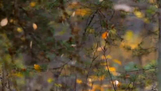 "Прохожий осенью довольно мрачный тип" стихи Борисова Юлия смотреть онлайн