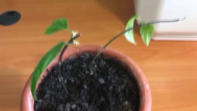 Клеродендрон смотреть онлайн