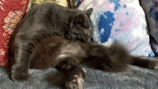Cat Grooming Herself ? Кошка ухаживает за собой