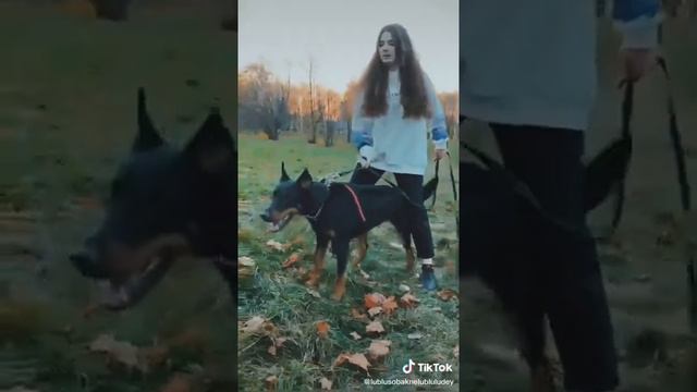 видео про добермана из тик ток смотреть онлайн