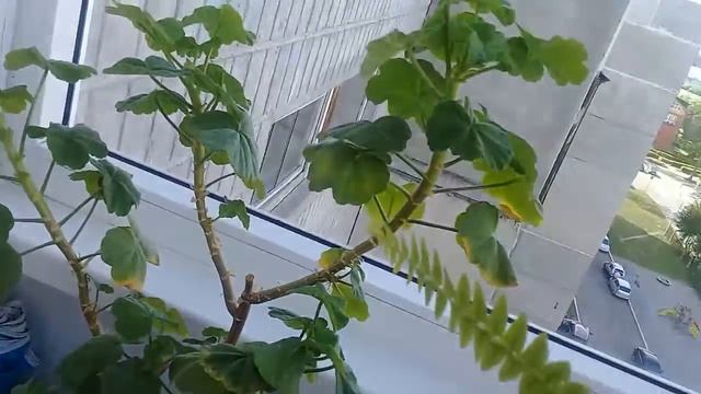 Фуксия цветет.нарядна и красива. Герань цветет розочками.папоротник с длинными лапами.??? смотреть онлайн