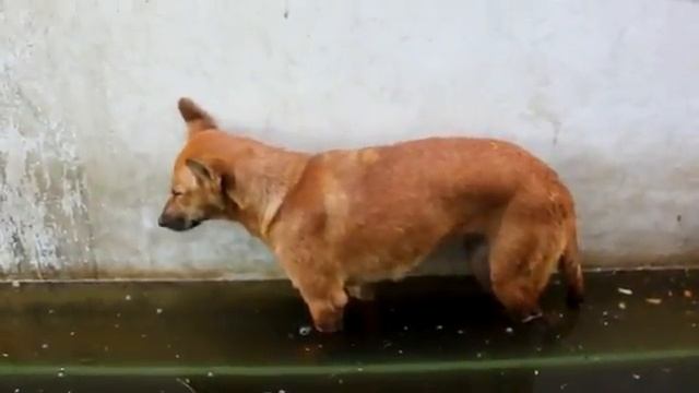 Собачка прикол 2011