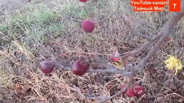 КАК ВОЙТИ В ХРОНИКИ АКАШИ. Ченнелинг и Техника смотреть онлайн