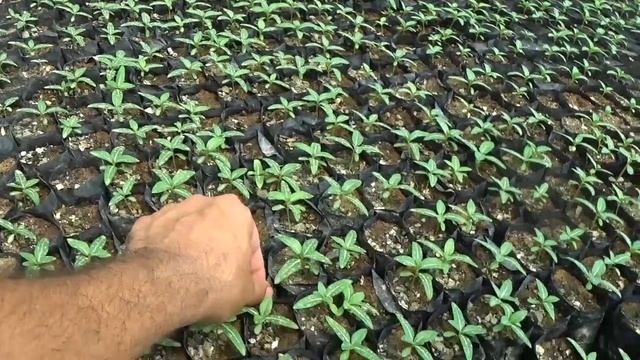 Сортировка Катарантусов и подкормка после сортировки. Четвертая подкормка Катарантусов. NPK 20-20-2 смотреть онлайн