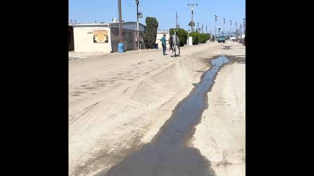 SOLD: Perl Jam смотреть онлайн