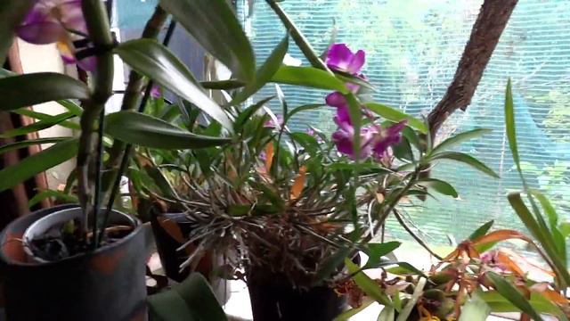 DENDROBIUM COMET KING IN FLOWER смотреть онлайн