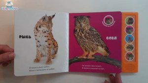 Азбукварик. Лес (Веселые голоса). Видео-обзор