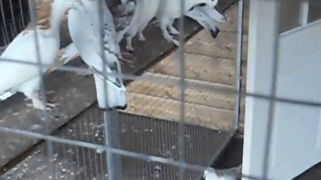 Бакинские бойные голуби и иранские бойные голуби www.boyni-golub.ru смотреть онлайн