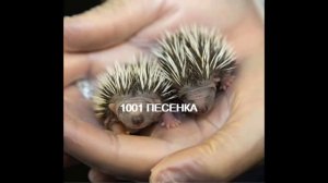 ПЕСЕНКА маленький ежик четвероножик фуфти-фуфти-фуфти -фу
