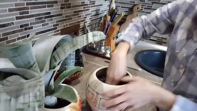 Эхмея - экзотика в доме!