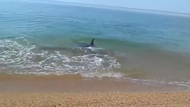 Дельфин ловит рыбу. Прикольно смотреть онлайн