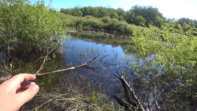 НАШЁЛ ДИКОЕ ОЗЕРО!!! НАЛОВИЛ КАРАСЯ!!Бешеный Клев карася на Поплавок! смотреть онлайн