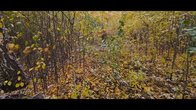 Прогулка по осеннему лесу ? смотреть онлайн