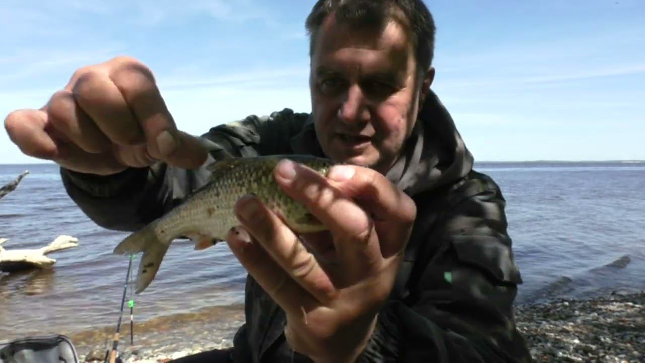 Рыбалка на реке. Плотва, Густера на фидер. Жестко ошибся и был наказан смотреть онлайн