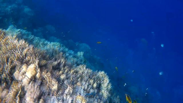 Под красной водой 2 446 (Коралловый риф) Dreams Beach Resort смотреть онлайн