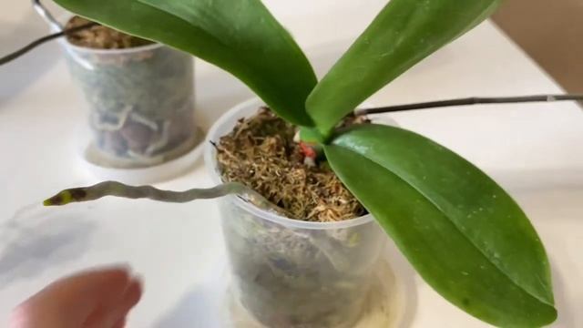 ЖЕМЧУЖИНЫ КОЛЛЕКЦИИ Домашнее цветение азиатских подростков Plastic Doll и варианты цветения Fuller’ смотреть онлайн