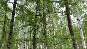 С бюджетным металлоискателем по старой дороге.