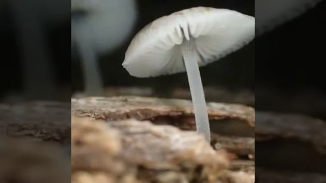 GLOWING MUSHROOMS/ Mushrooms That Glow in the Dark смотреть онлайн