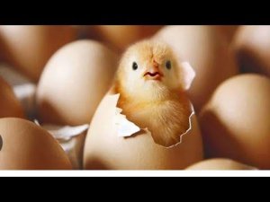 Кто вылупится курочка или петушок