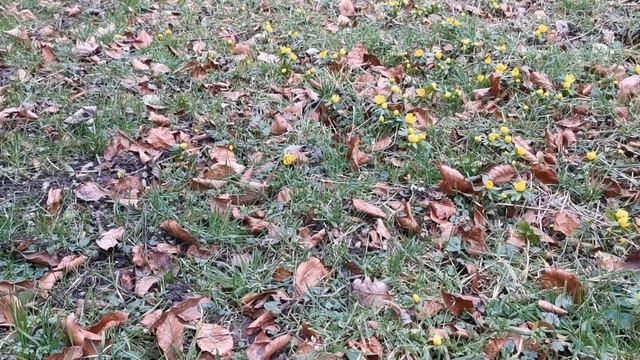 Winter Aconites смотреть онлайн