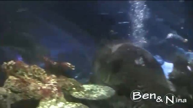 Sealife Helsinki смотреть онлайн
