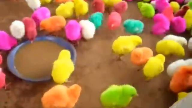 Крашеные цыплята вместо яиц, христиане всего мира готовятся празднованию Пасхи смотреть онлайн