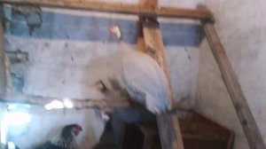 Как кричит самка цесарки/// крик цесарки