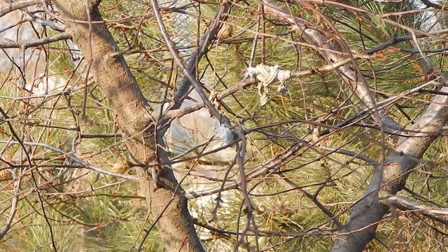 Синицы едят сало / Наблюдения в природе #5 (Parus major) смотреть онлайн