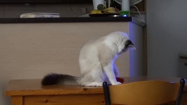 Гаражная распродажа / Продаём много личных вещей в связи с переездом смотреть онлайн