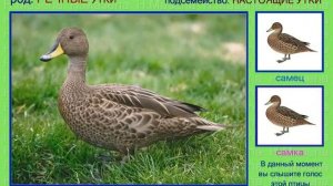 Шилохвость. Утка. Голоса птиц