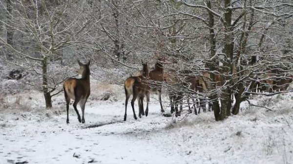 Douce nuit   Sainte nuit