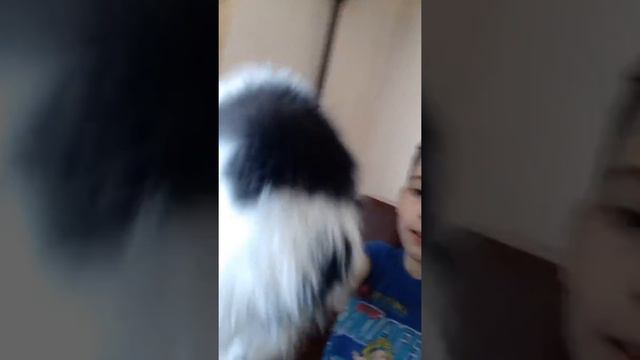 Нам купили котёнка смотреть онлайн