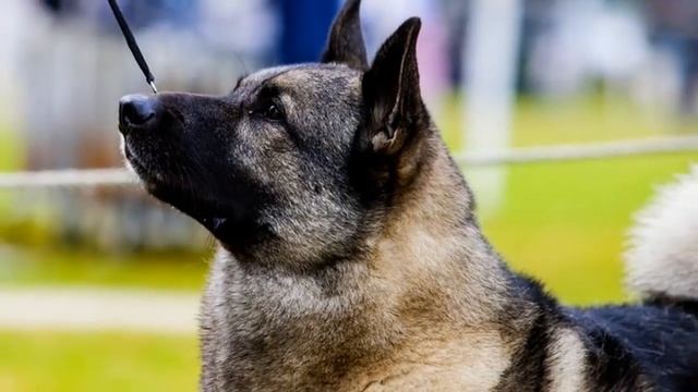 Собака или волк? 10 собак похожие на волков смотреть онлайн