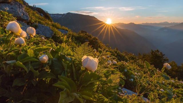 864.♫ Paul Mauriat – «Pardonne Moi Ce Caprice D'enfant»,(Прости мне этот детский каприз) смотреть онлайн