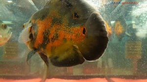 АСТРОНОТУС.