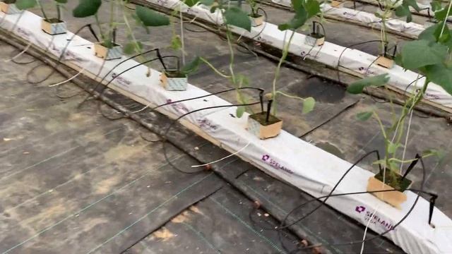 Первые сборы огурца. Огурец Северин. Огурец Седрик. Гидропоника. смотреть онлайн