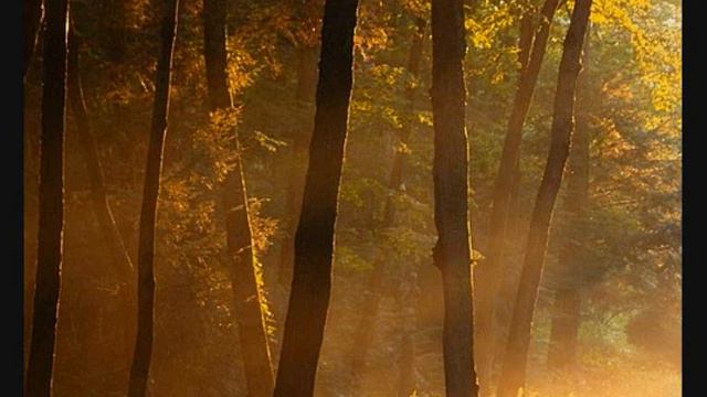 Dan Gibons Solitudes - The Fallen Leaves смотреть онлайн