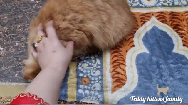 my cat needs me || now a days catty feel low || what to do?? || 22/10/2022 #cat #teddykittensfamily смотреть онлайн