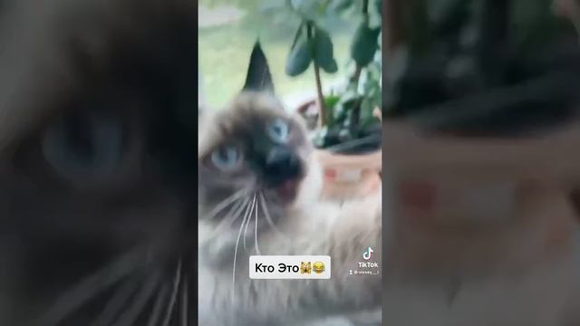 Кто это? #кот #рекомендации #рек #топ #влог #shorts #тикток #кошка #новости #tiktok #видео#лайк смотреть онлайн